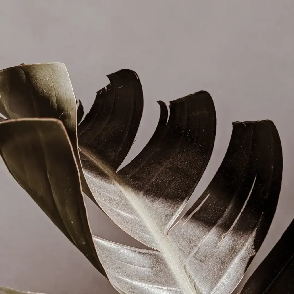 leaf-with-shadow