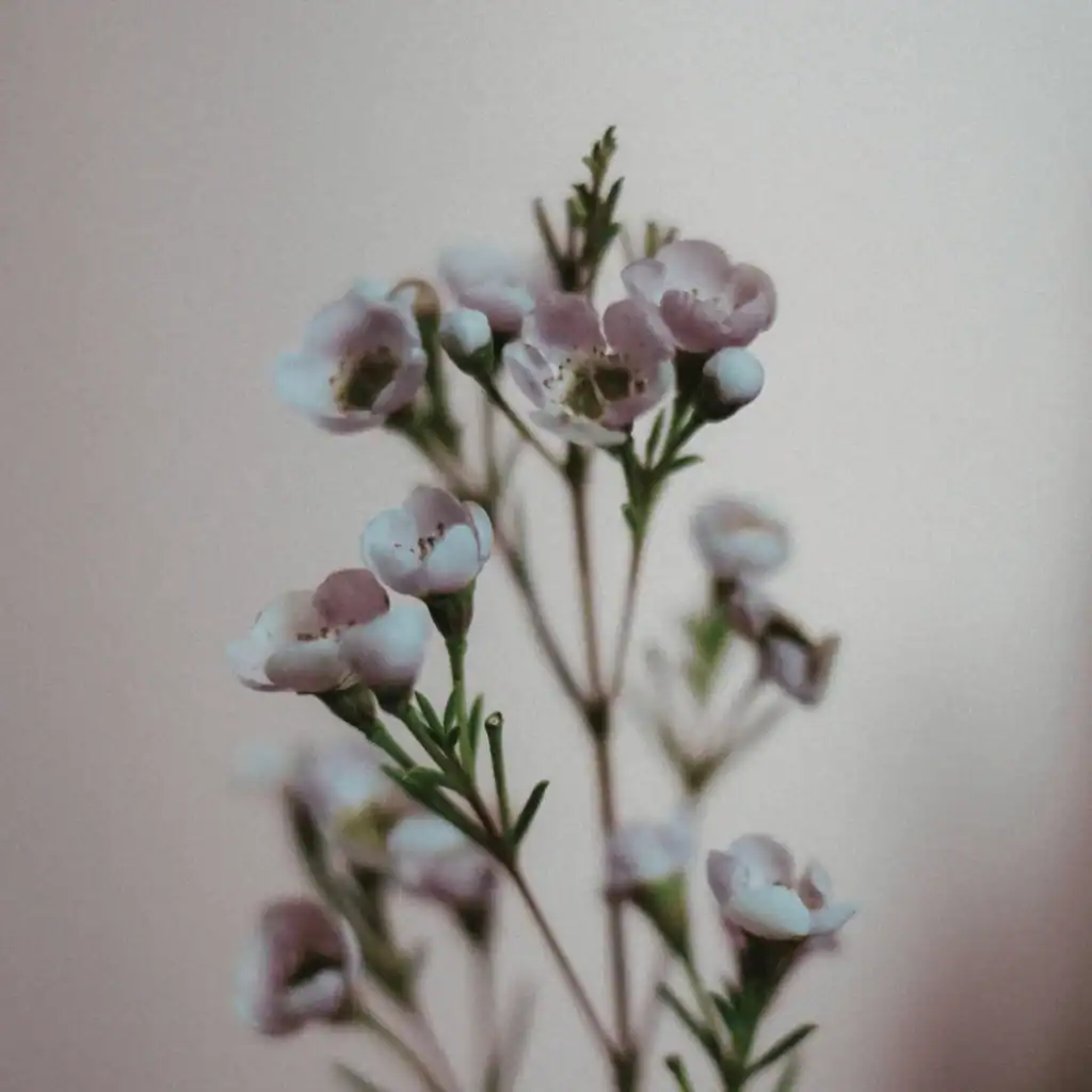 pretty-flowers-up-close