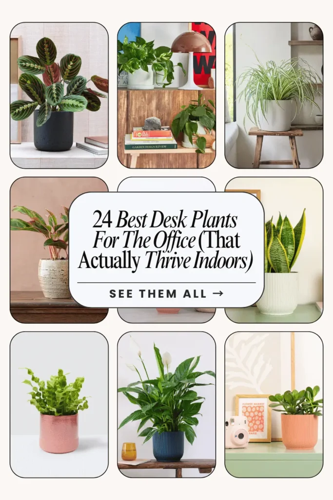 Best Desk Plants For The Office