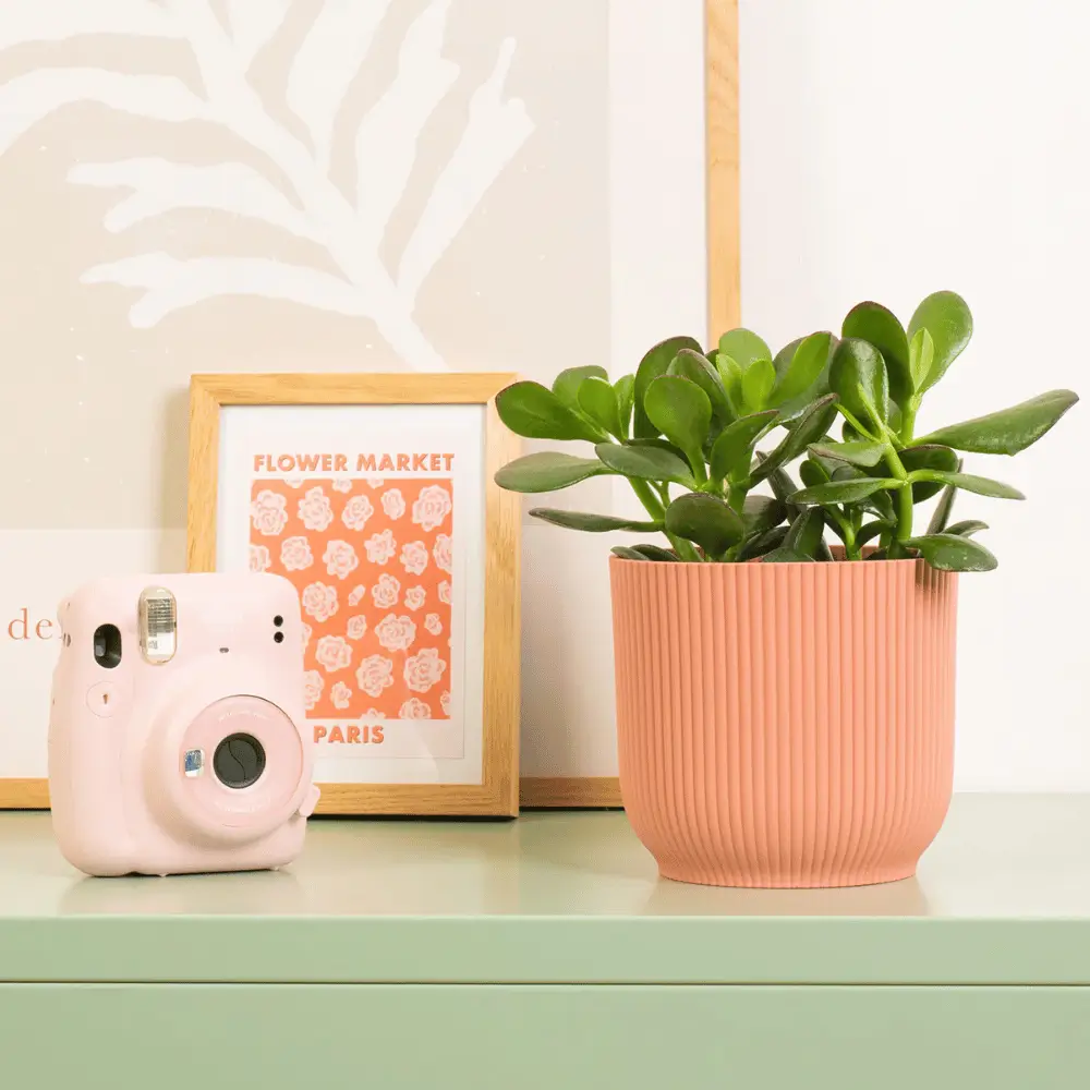 Best plants for the office