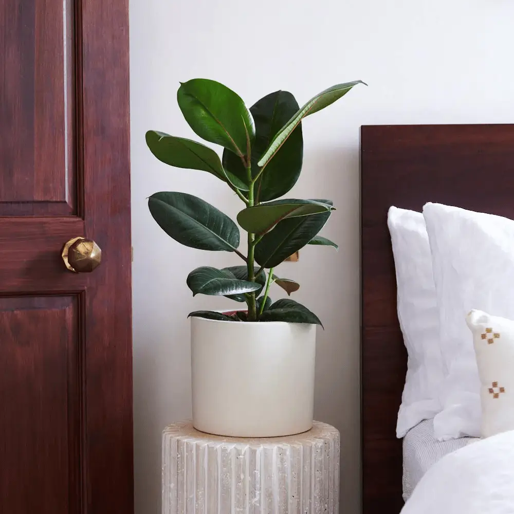 Best plants for the office