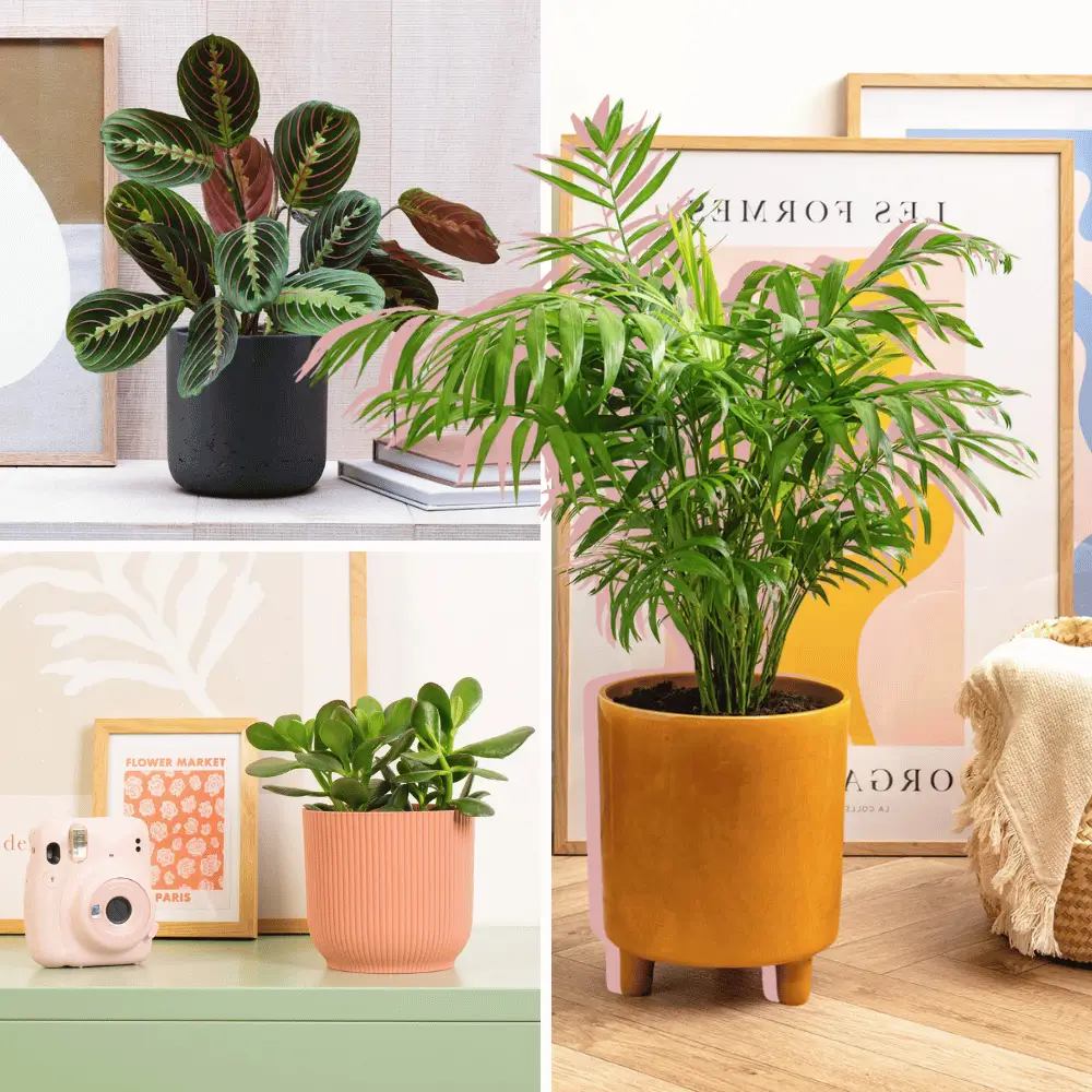 Best plants for the office