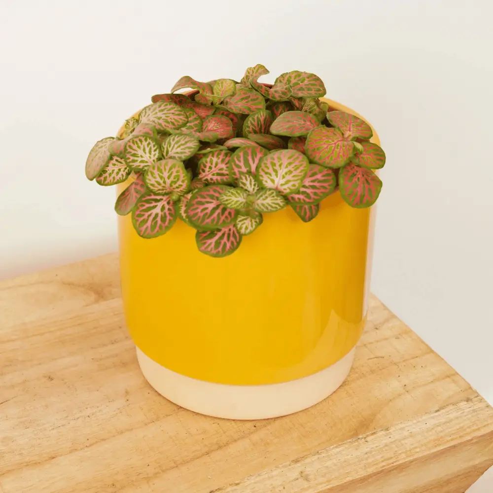 Fittonia nerve plant with red veins