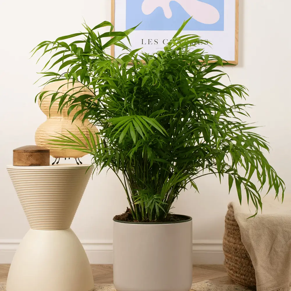 Parlor palm plant
