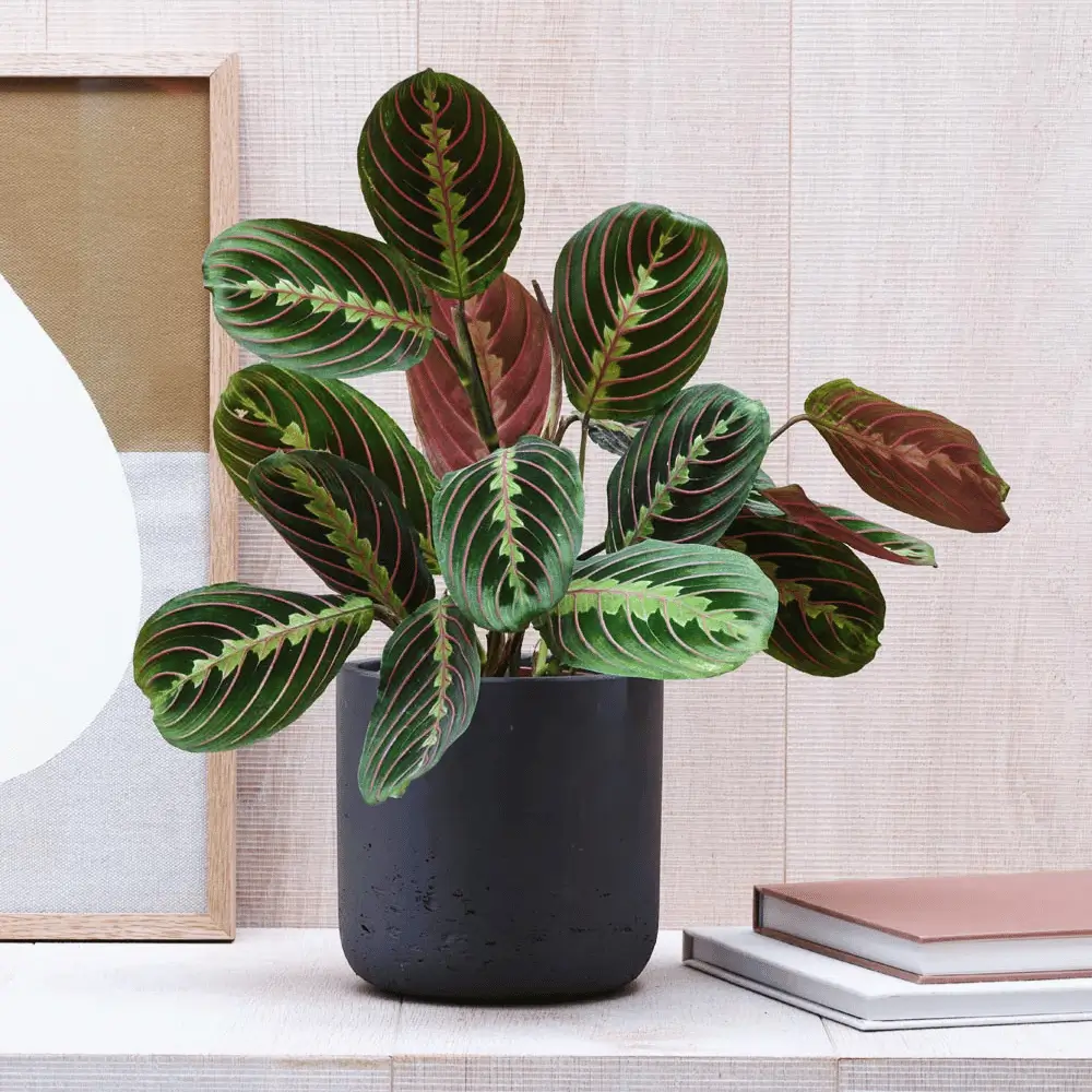 Prayer plant. Best plants for the office