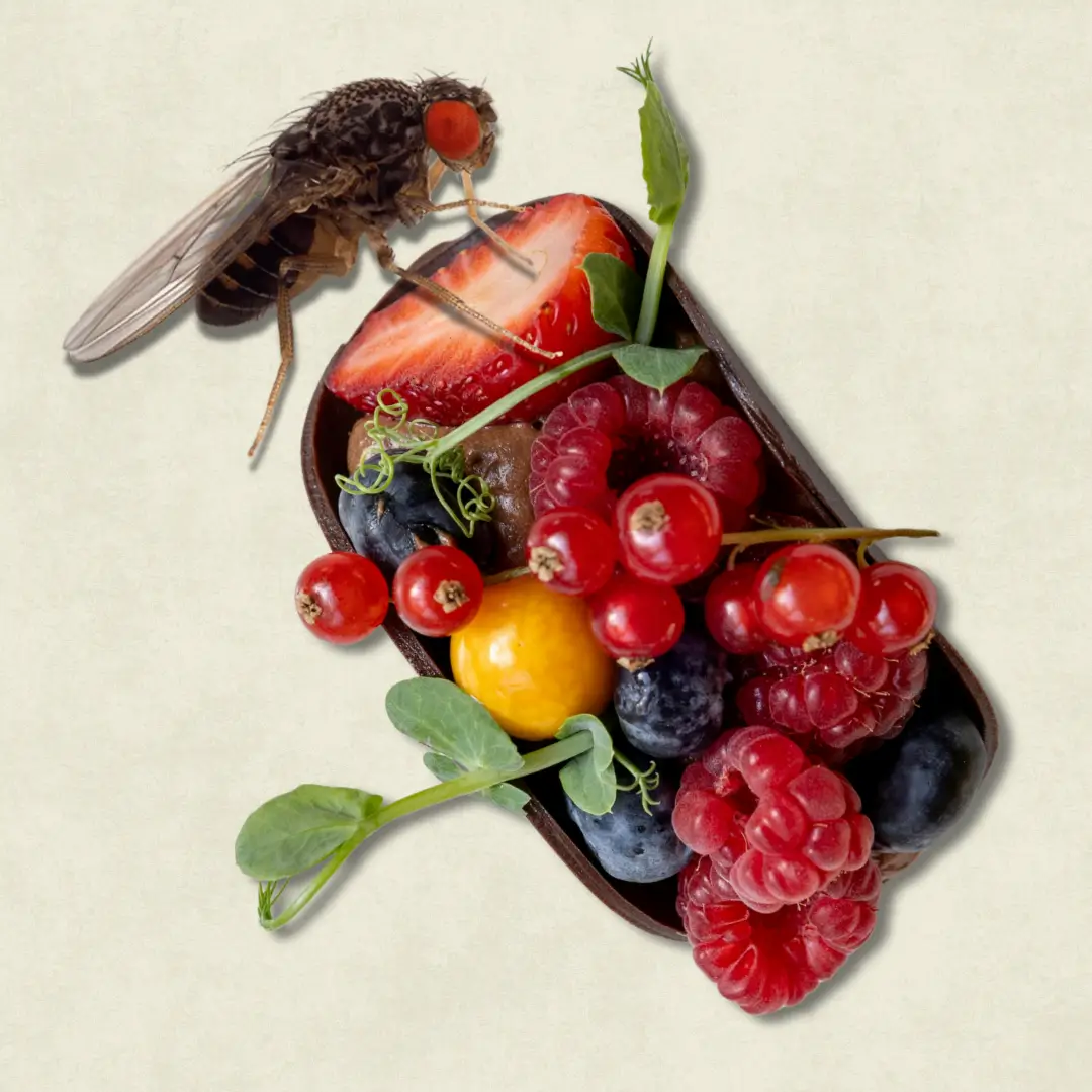 How To Get Rid Of Fruit Flies In The House (2)