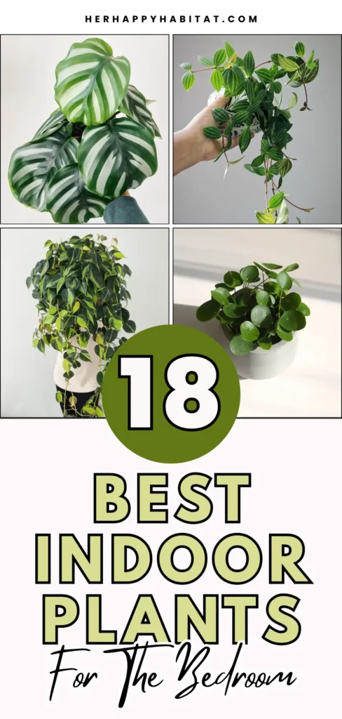 Best Indoor Plants for the Bedroom