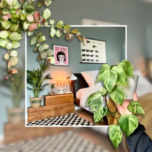 Best Indoor Plants for the Bedroom