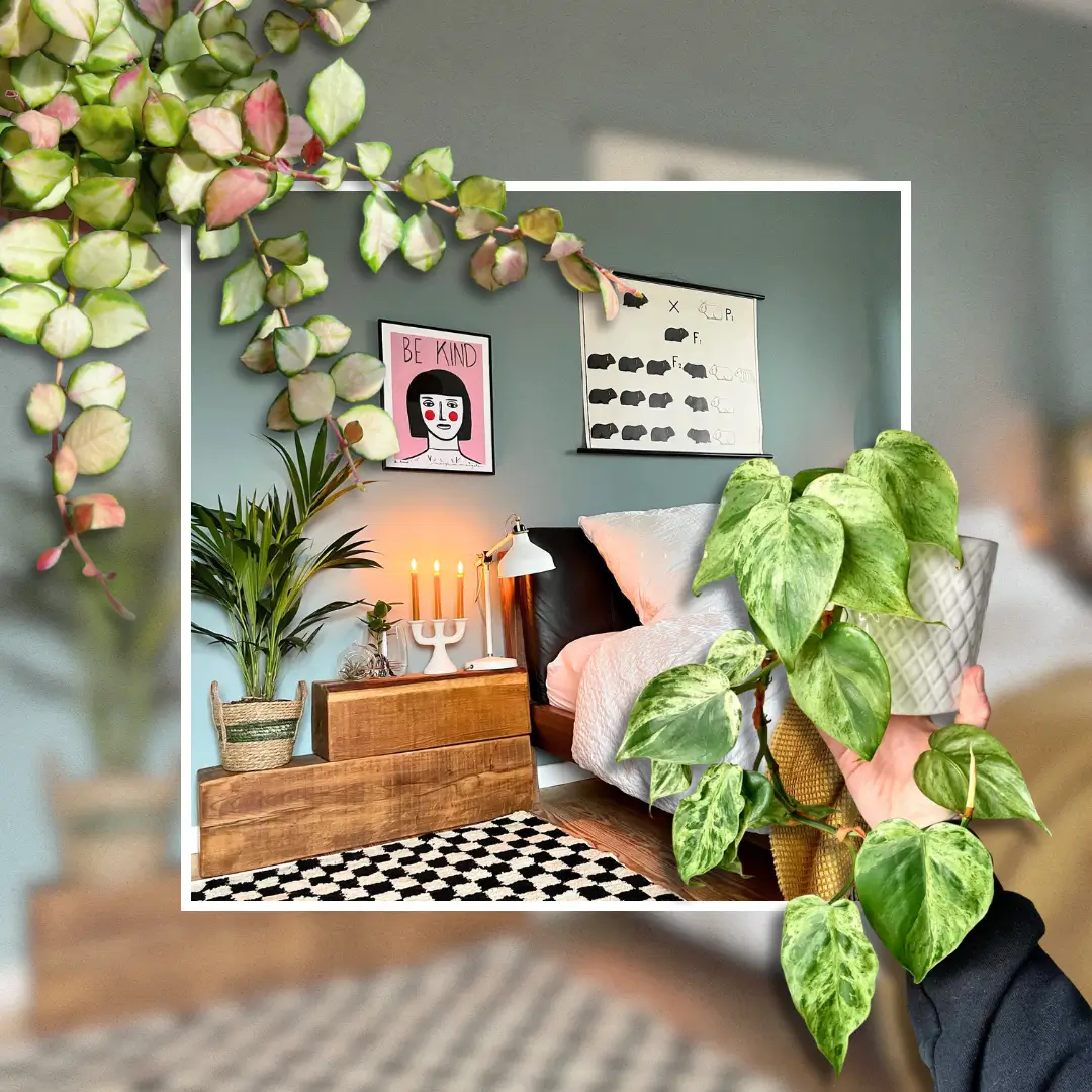 Best Indoor Plants for the Bedroom