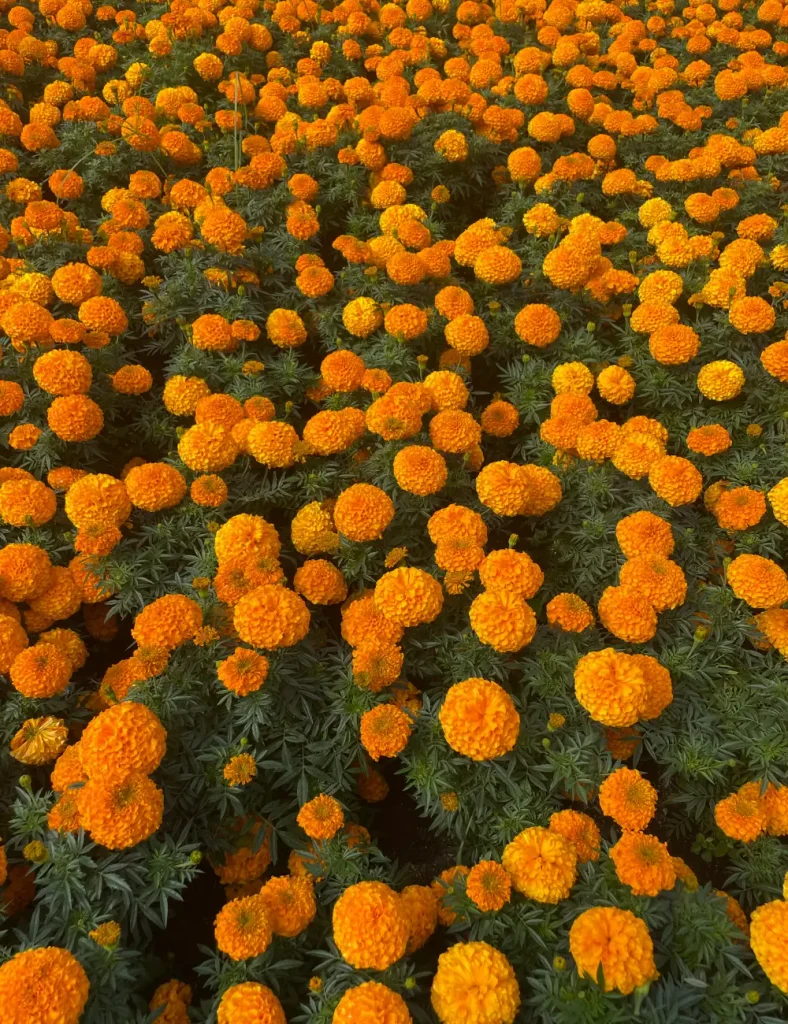 Dense field of bright orange marigolds in full bloom with dark green foliage