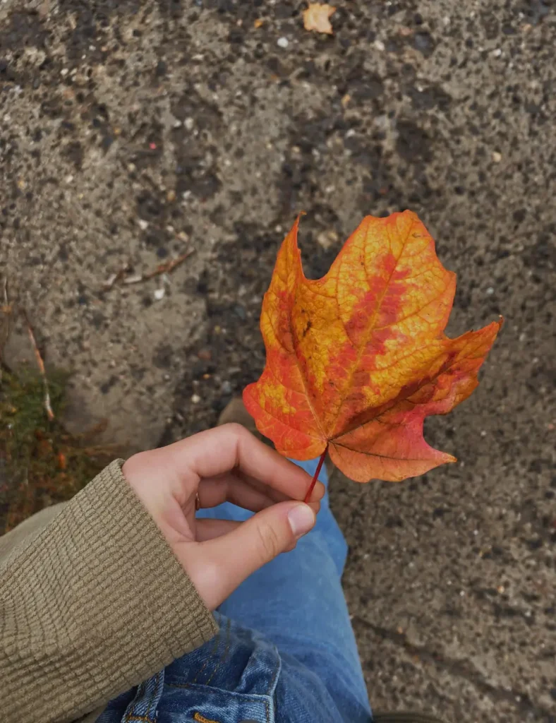 Hand in a knit sweater sleeve holding an orange and yellow maple leaf above damp pavement