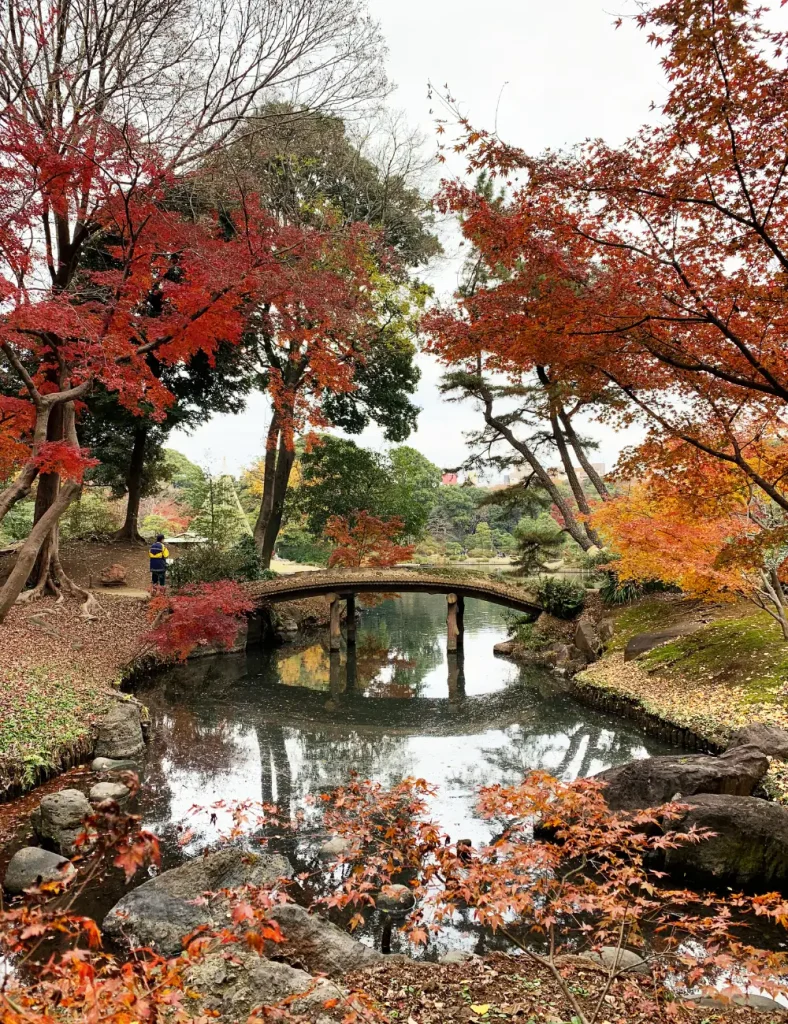 Japanese garden in autumn with red and orange maple trees around a pond and a stone arch bridge