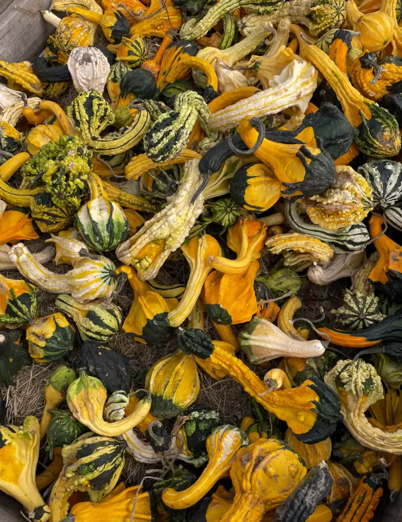 Large pile of multicolored decorative gourds and squash in orange, yellow, green and cream at a farm stand