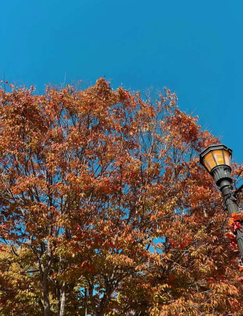 Looking up at a tree with rust and orange autumn leaves against a bright blue sky with a lit street lamp