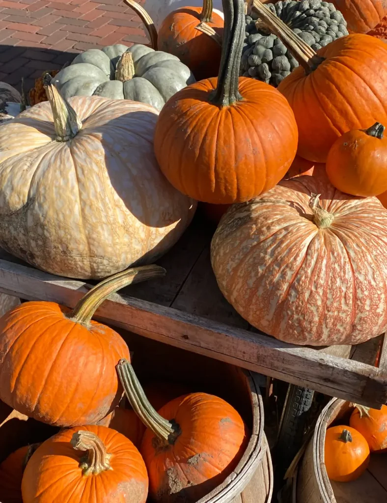 Wooden crates stacked with orange, white, blue-grey and warty heirloom pumpkins in afternoon sunlight