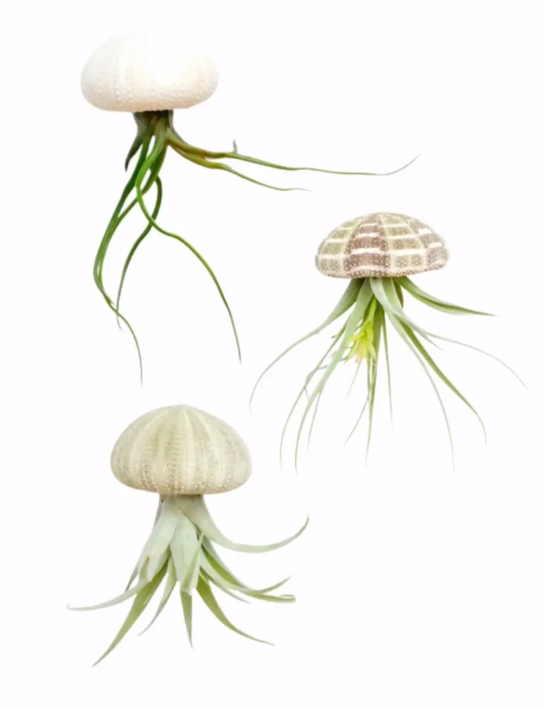 Sea urchin shells with trailing air plants hanging like a jellyfish